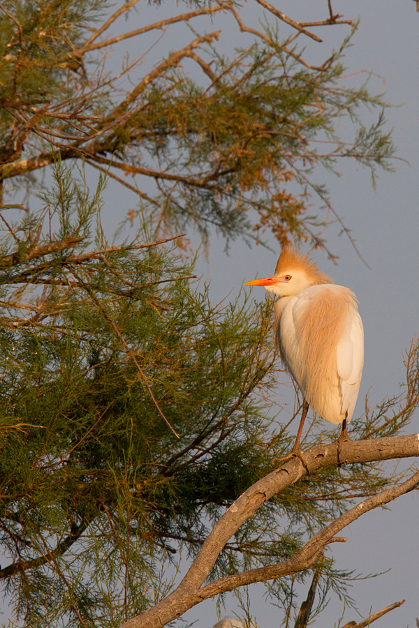 029 Czapla zĹ‚otawa